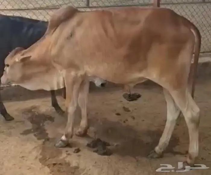 عجل للبيع طيب وسمين وشيء نظيف 1