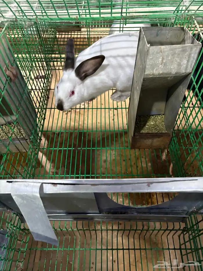 أمهات أرانب فرنسي منتجة 1