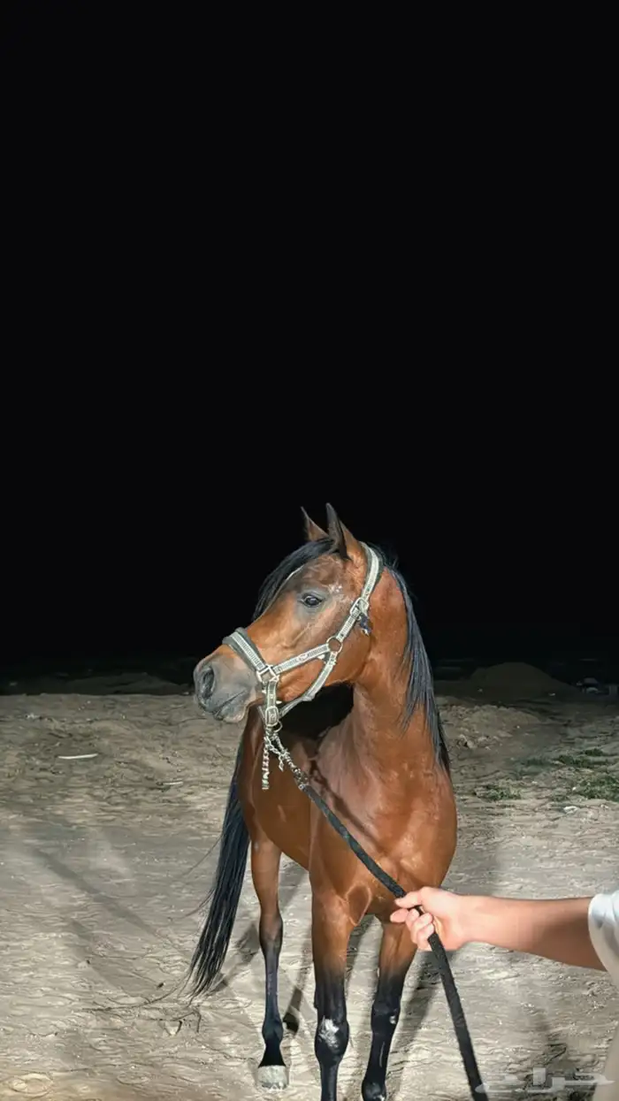 حصان 0