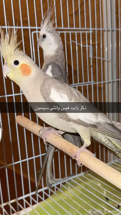 جوزين كروان 1