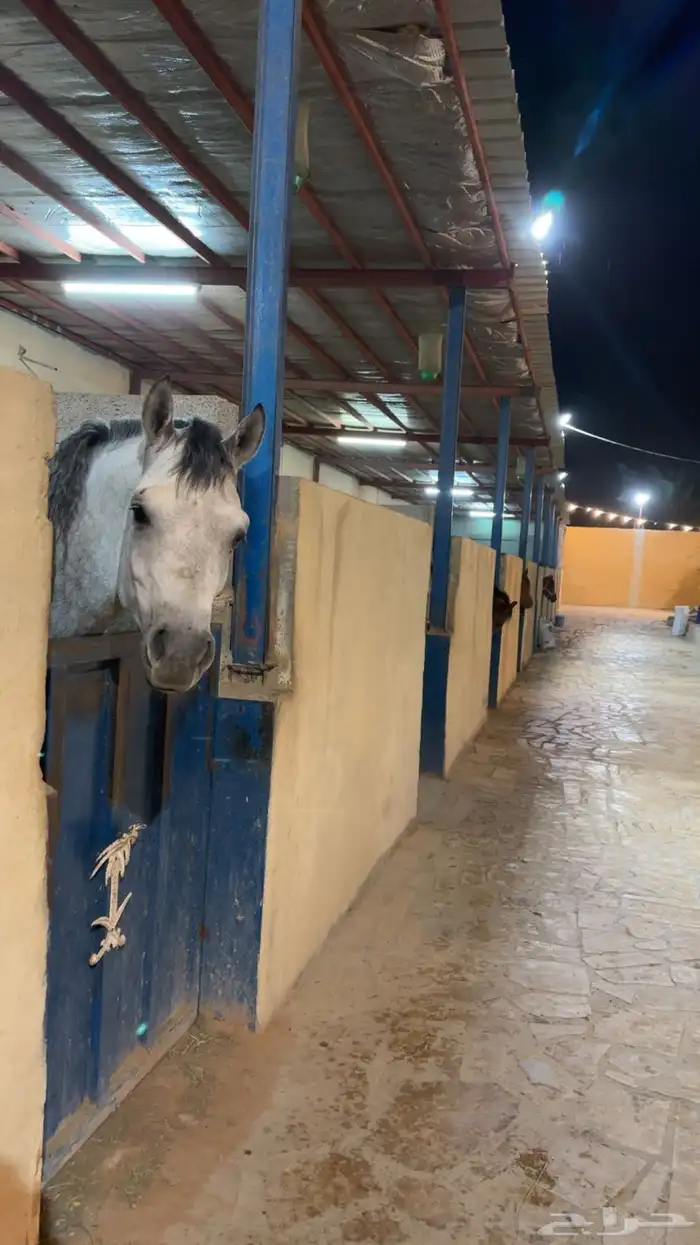 غرف خيل للإيواء 4