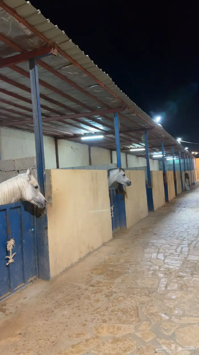 غرف خيل للإيواء 5