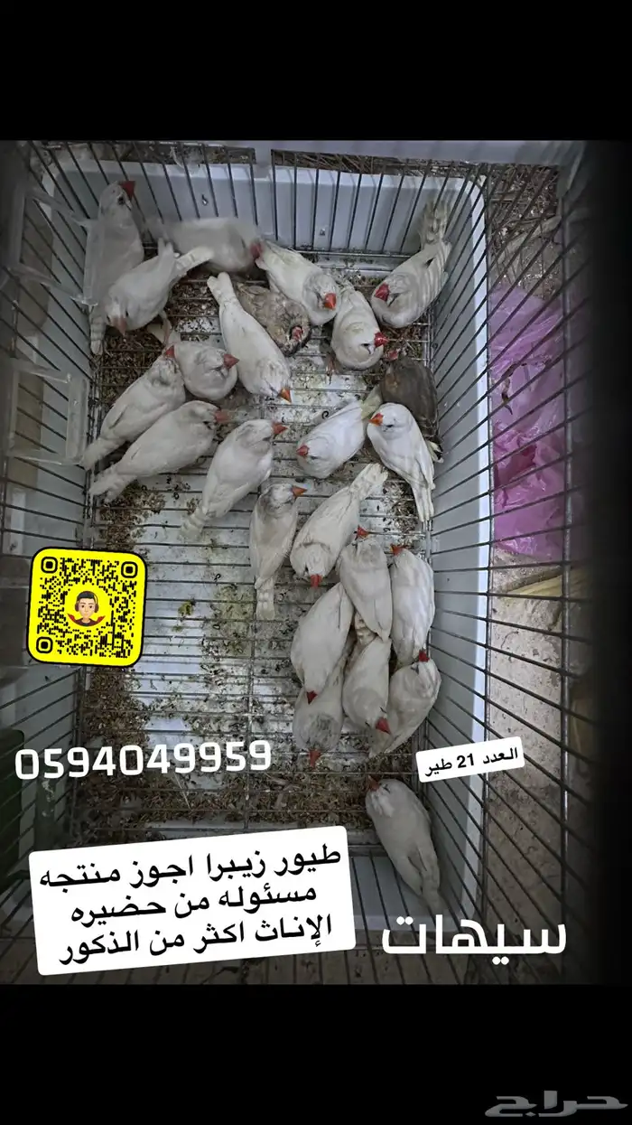 طيور زيبرا جوزين ابيض 0