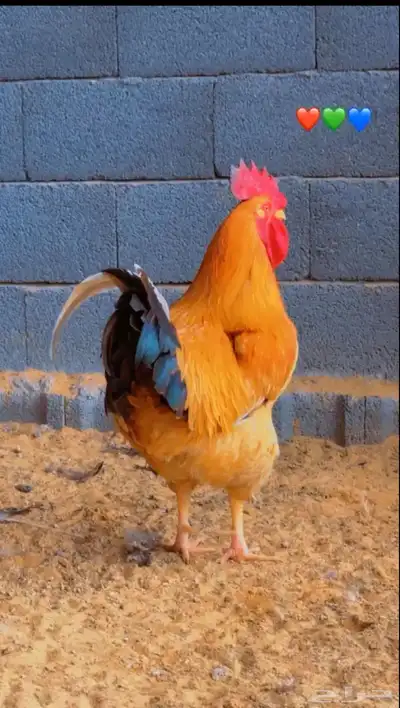 للبيع صوص دجاج تركي 1