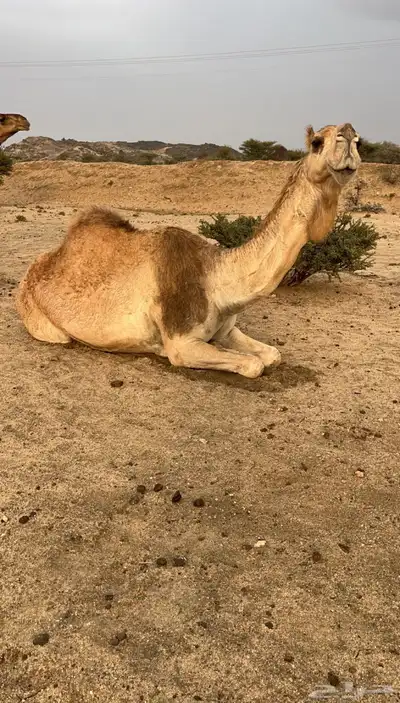 شعلى ضريبه كفو ( تمم البييع ) 2