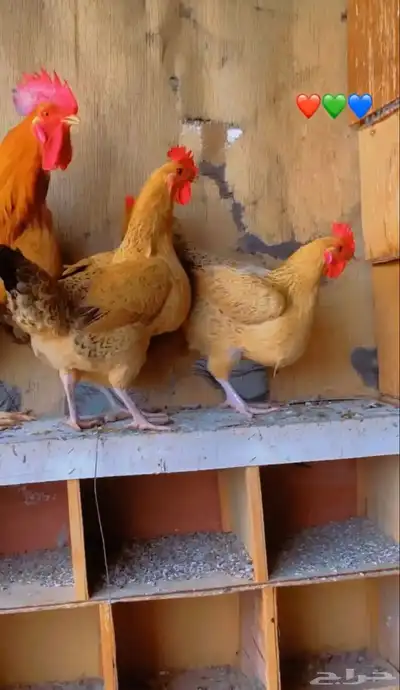 للبيع صوص دجاج تركي 2
