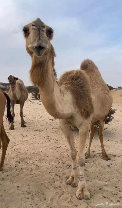 شعلى ضريبه كفو ( تمم البييع ) 3