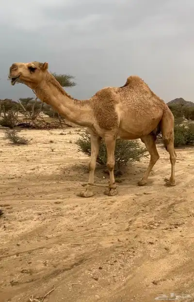 شعلى ضريبه كفو ( تمم البييع ) 0