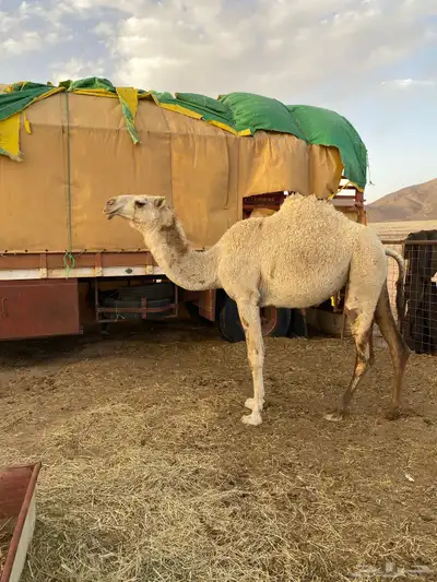 بكره رمانيه 0