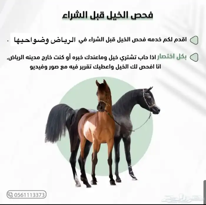 خدمه فحص الخيل قبل الشراء 0