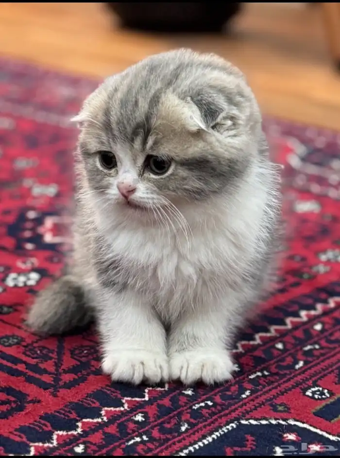 كتن سكوتش تم البيع 0