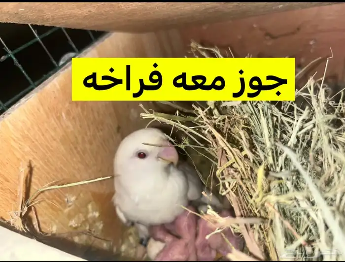 روز للبيع 0