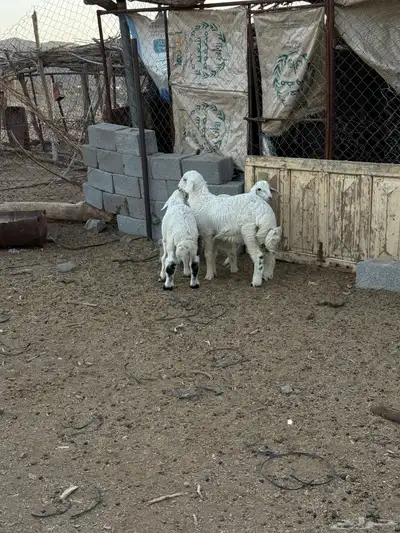 للبيع طليان من انتاج المراح 9