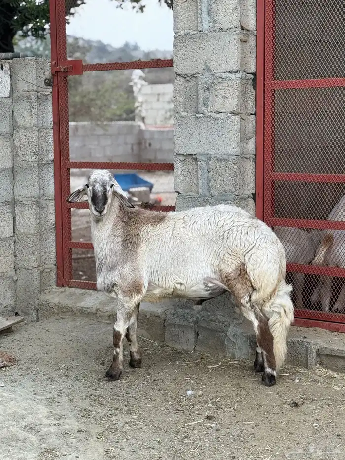 طلي فحل كفو 10