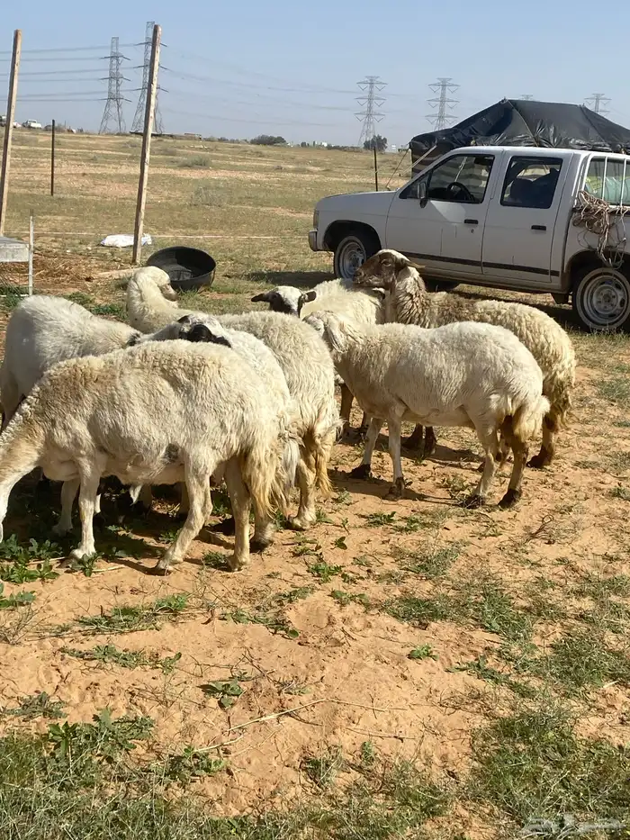 حريات دفيع شرط فحص سنار 8