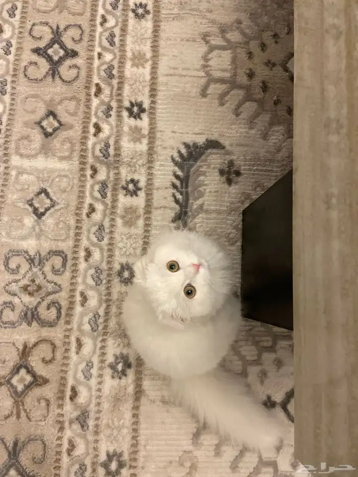 قط انثى اسكوتش للبيع. 2