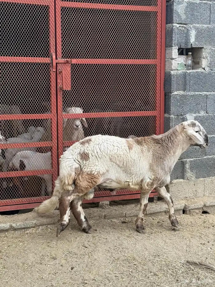 طلي فحل كفو 4