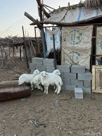 للبيع طليان من انتاج المراح 10
