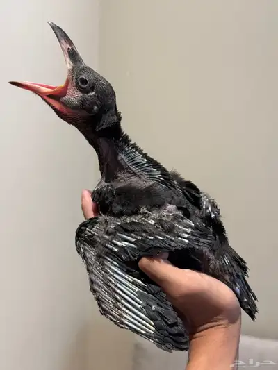فرخ غراب ريفن محجل 3