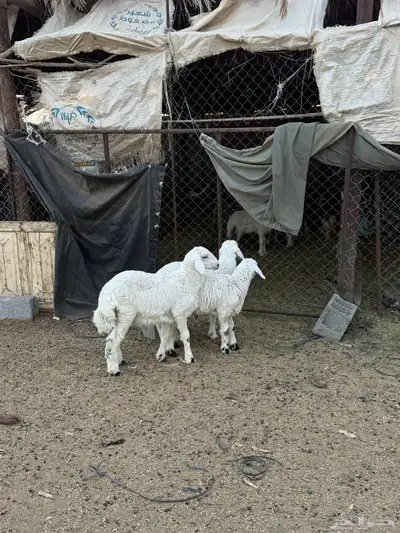 للبيع طليان من انتاج المراح 2