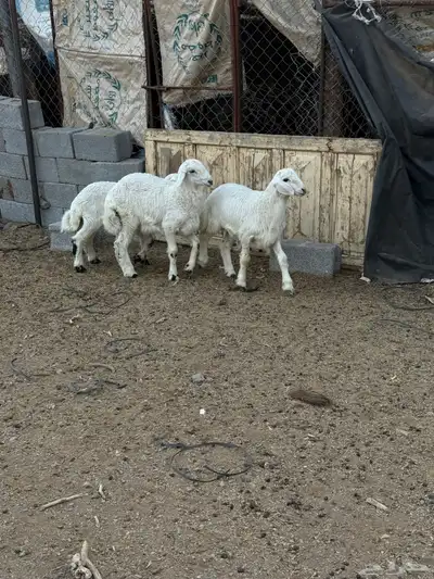 للبيع طليان من انتاج المراح 8