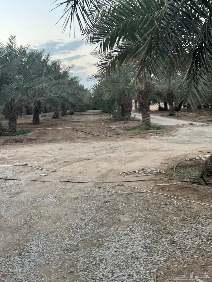 تمر خلاص مكنوز انتاج جديد سعر جمله 5