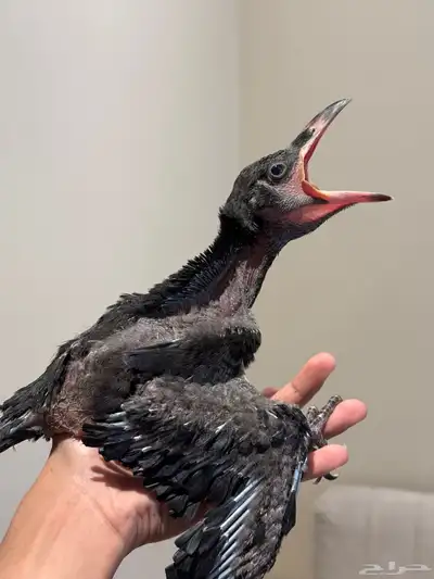 فرخ غراب ريفن محجل 2