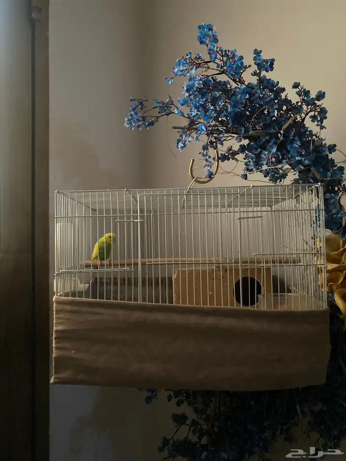 الرياض حي المنصوره 0