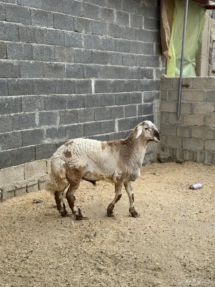 طلي فحل كفو 7