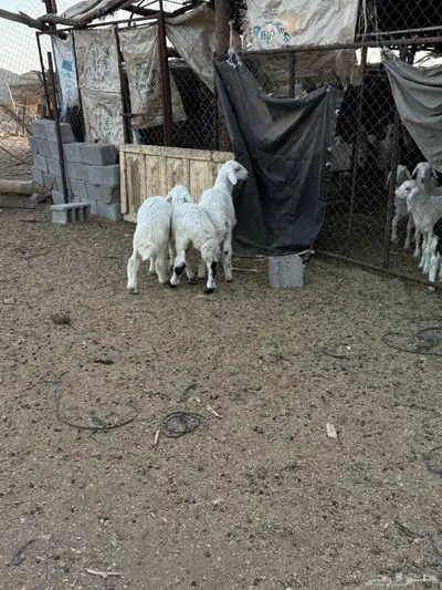 للبيع طليان من انتاج المراح 14