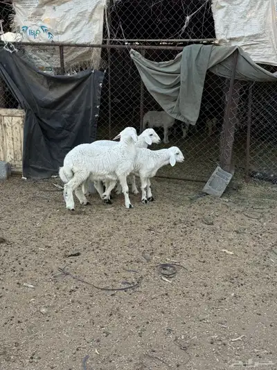 للبيع طليان من انتاج المراح 5