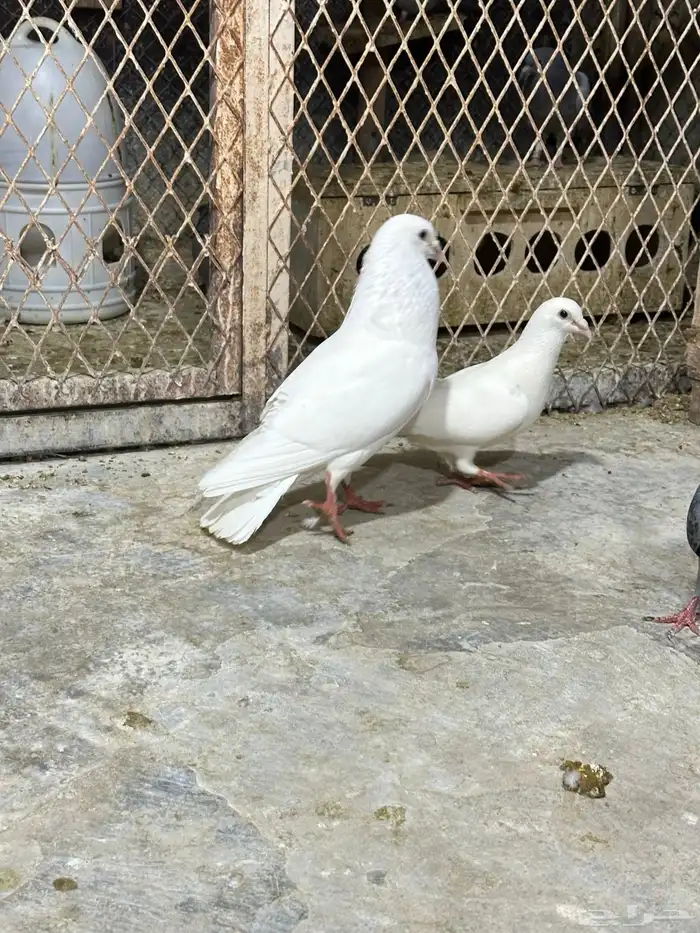 زاجل ابيض 1