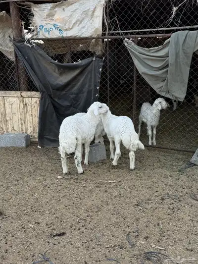 للبيع طليان من انتاج المراح 1
