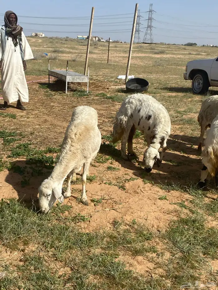 حريات دفيع شرط فحص سنار 5
