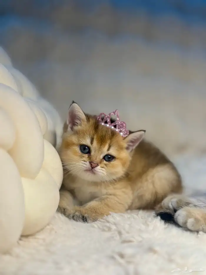 ذكر سكوتش ستريت قولد تم الحجز 2