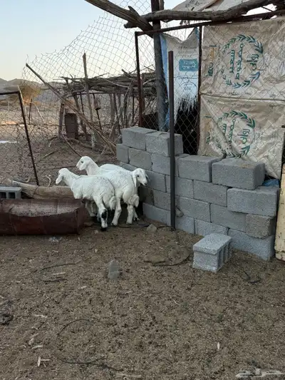 للبيع طليان من انتاج المراح 16