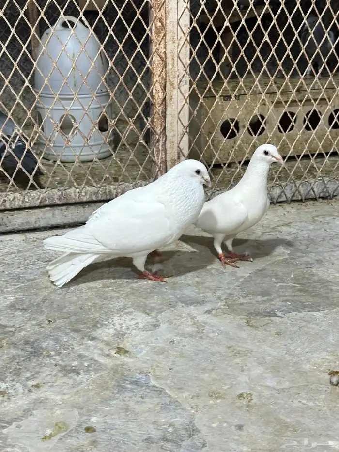 زاجل ابيض 2