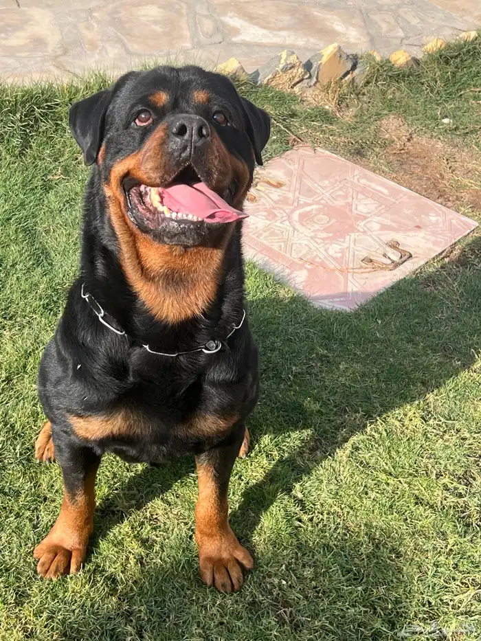 فندقه وتدريب للكلاب 10