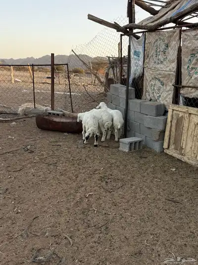 للبيع طليان من انتاج المراح 15