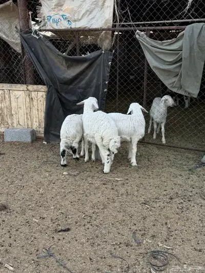 للبيع طليان من انتاج المراح 0