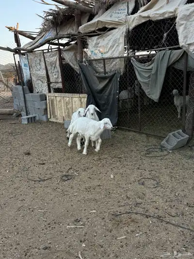 للبيع طليان من انتاج المراح 13
