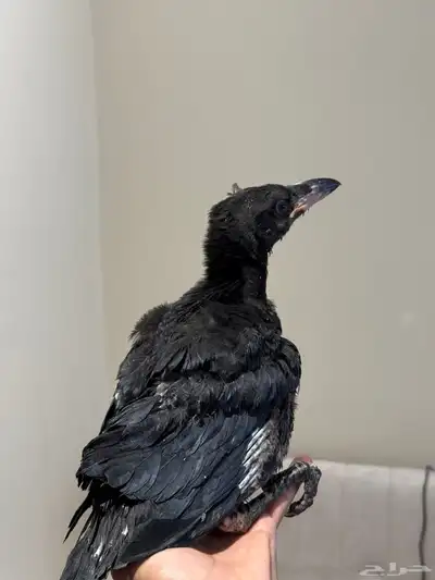 فرخ غراب ريفن محجل 1