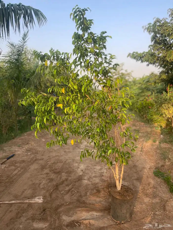 اشجار وشتلات زينة وظل 3