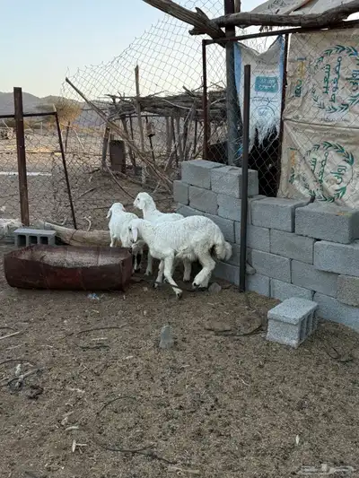 للبيع طليان من انتاج المراح 11