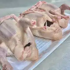 فراخة زاجل 0