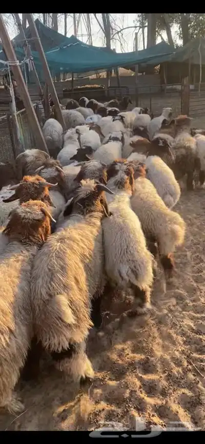 العدد 40 خرفان نعيم بلدي فل ظهروطرف عمارها من 5 الى 6شهور 3