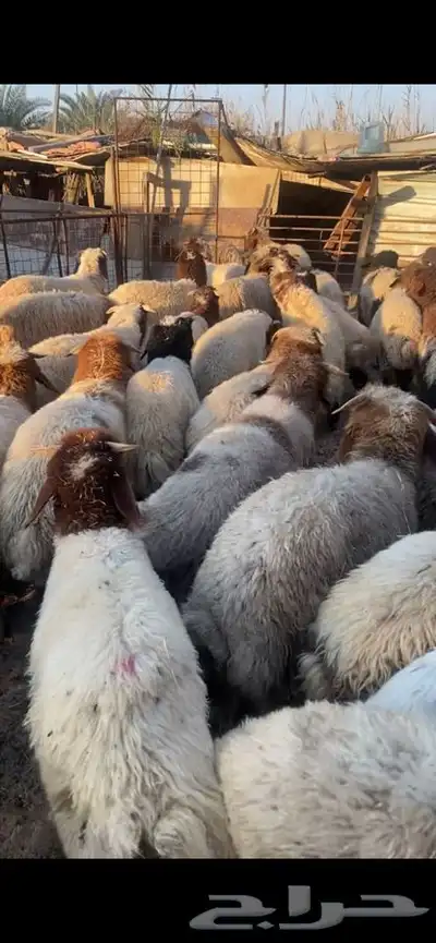 العدد 40 خرفان نعيم بلدي فل ظهروطرف عمارها من 5 الى 6شهور 6