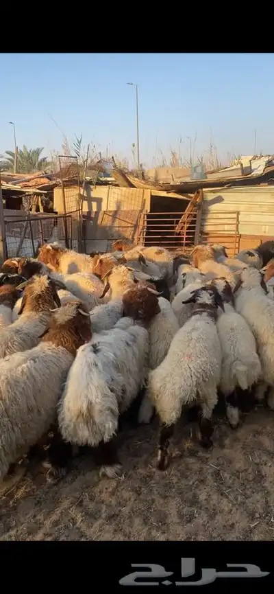 العدد 40 خرفان نعيم بلدي فل ظهروطرف عمارها من 5 الى 6شهور 2