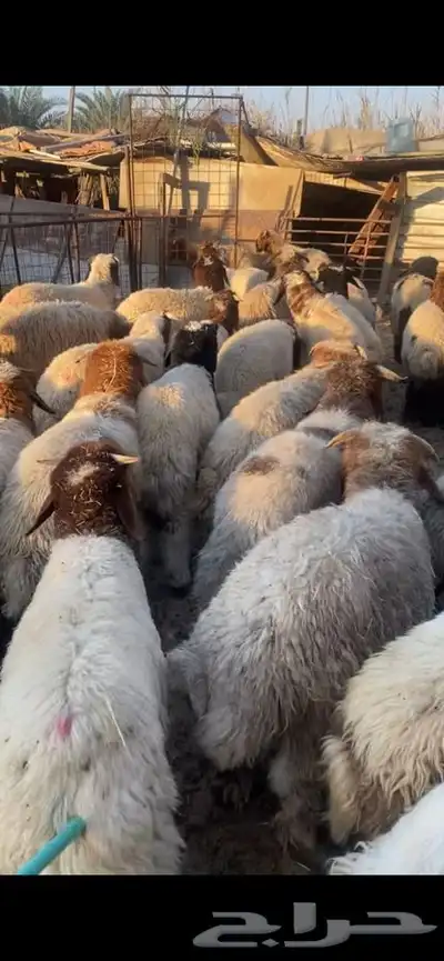 العدد 40 خرفان نعيم بلدي فل ظهروطرف عمارها من 5 الى 6شهور 7