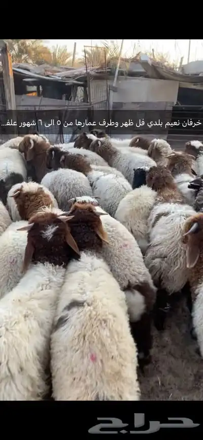 العدد 40 خرفان نعيم بلدي فل ظهروطرف عمارها من 5 الى 6شهور 0